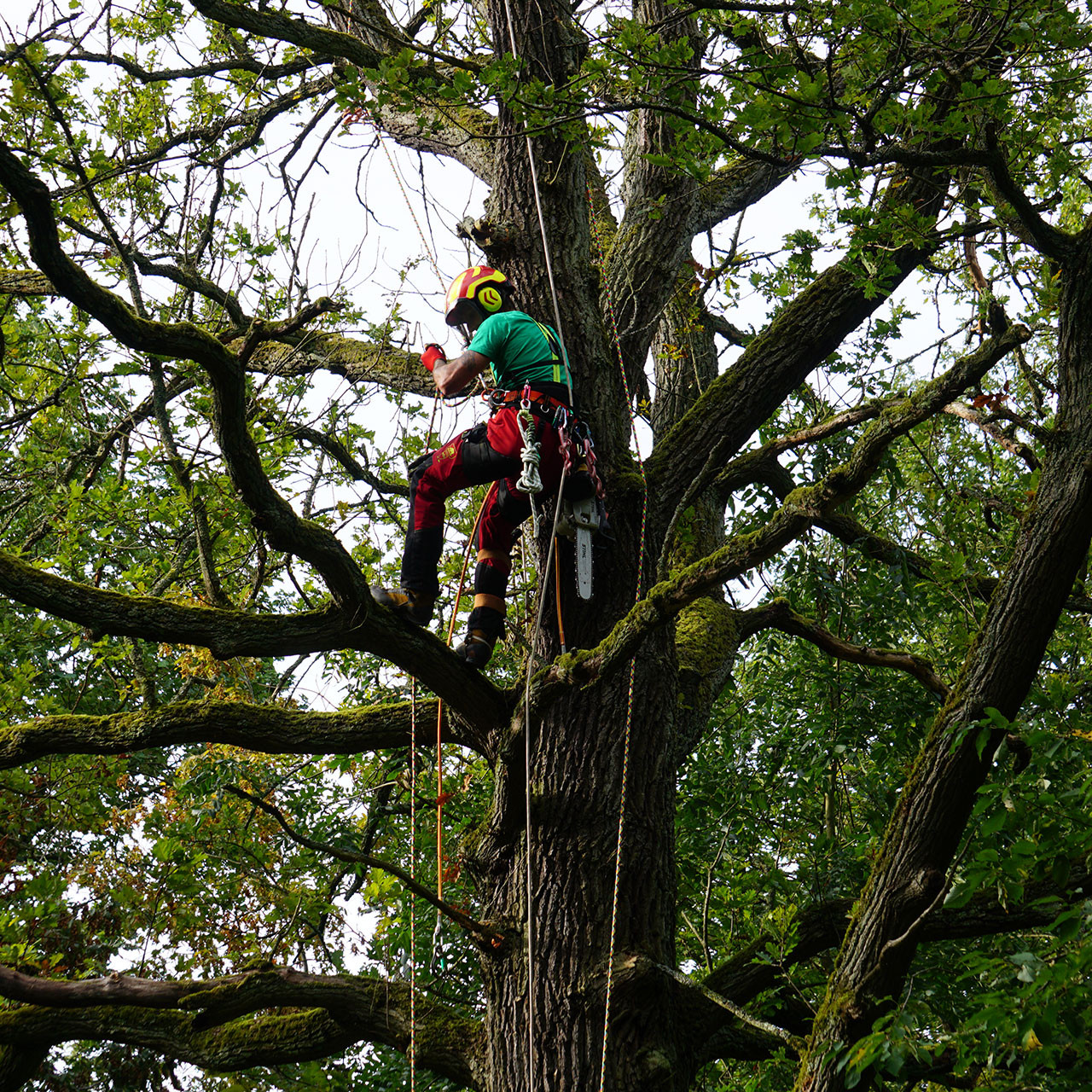 Herbststürme: Kronensicherung ohne Motorsäge
