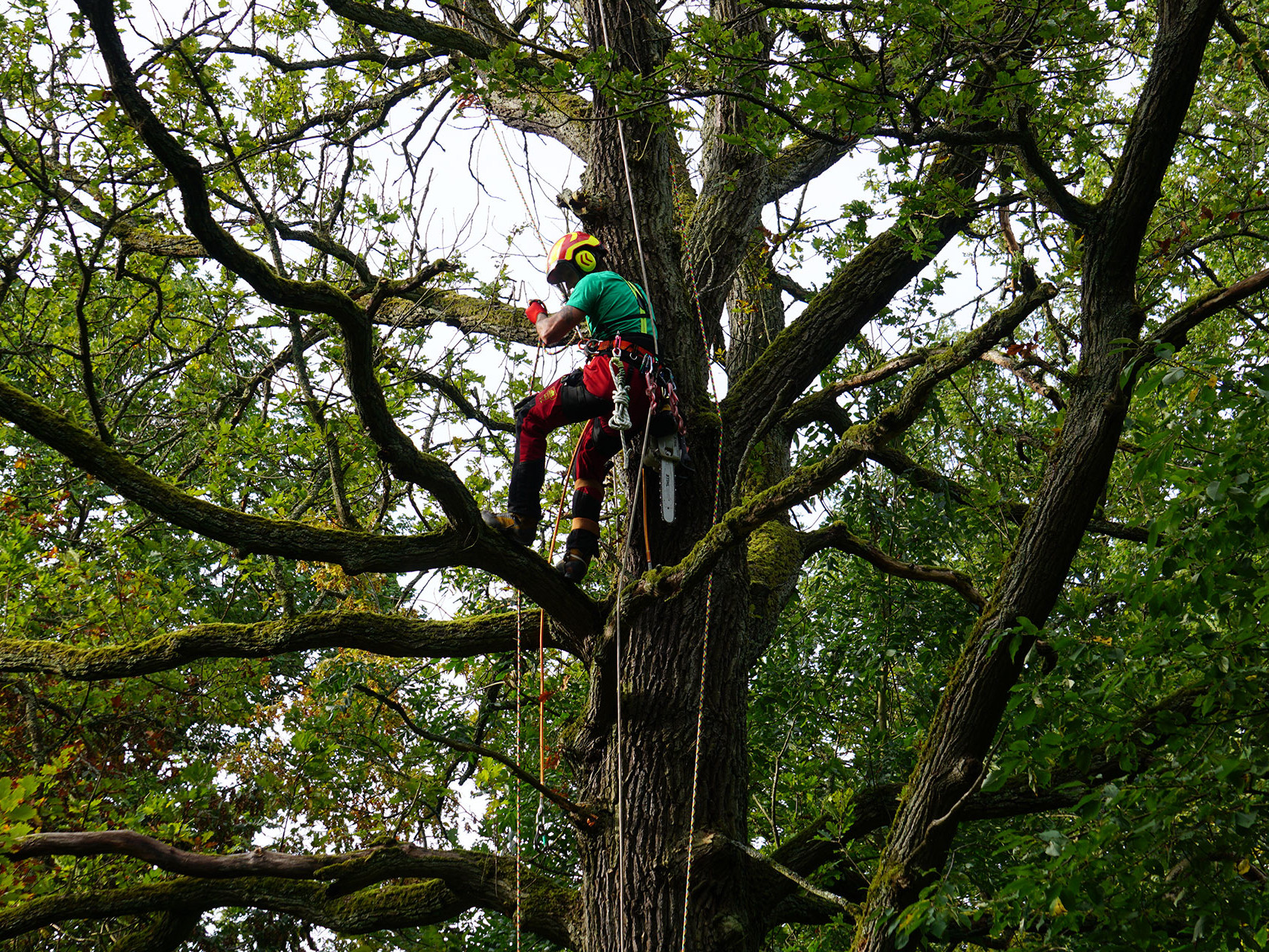 Herbststürme: Kronensicherung ohne Motorsäge