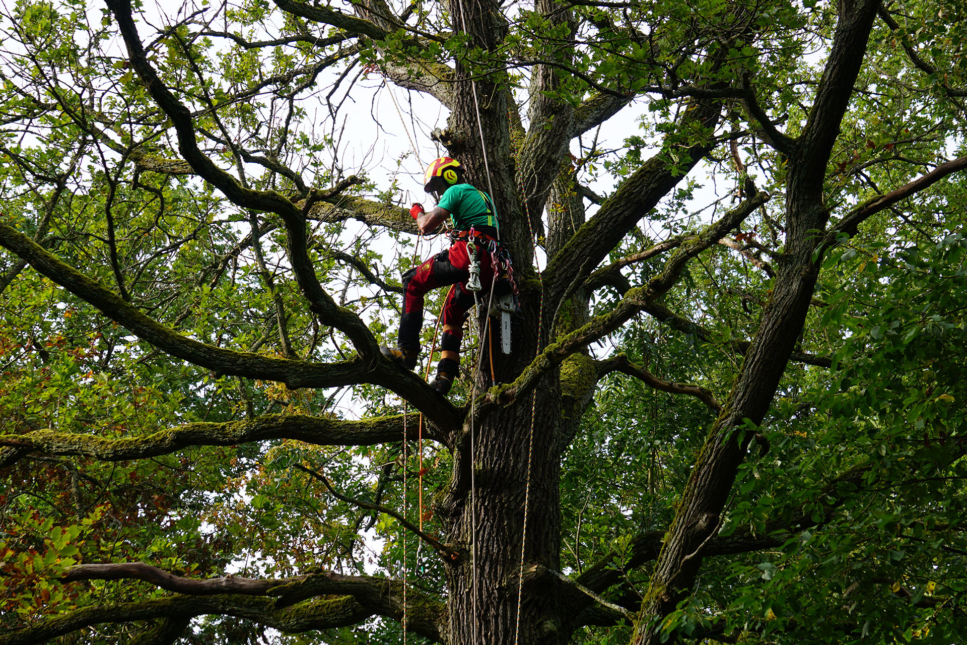 Herbststürme: Kronensicherung ohne Motorsäge