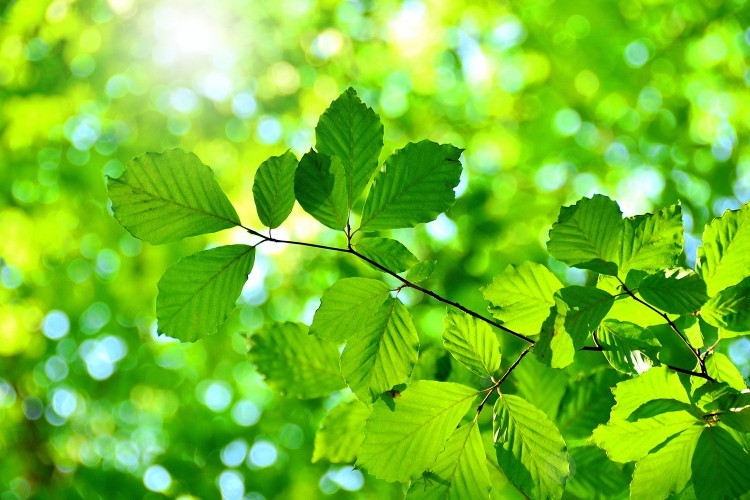 ZIRP Zukunftsinitiative Rheinland-Pfalz